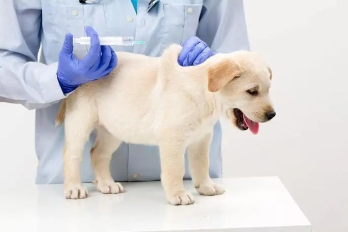 犬疫苗注射：保护您的爱犬需要多少？