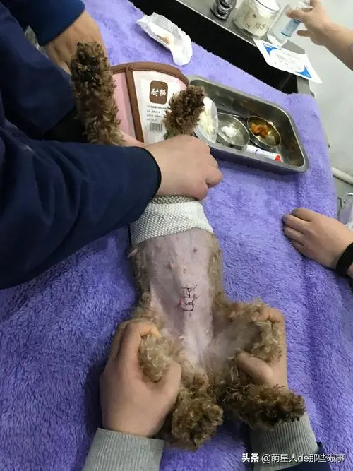 上海狗做绝育手术费用是多少？