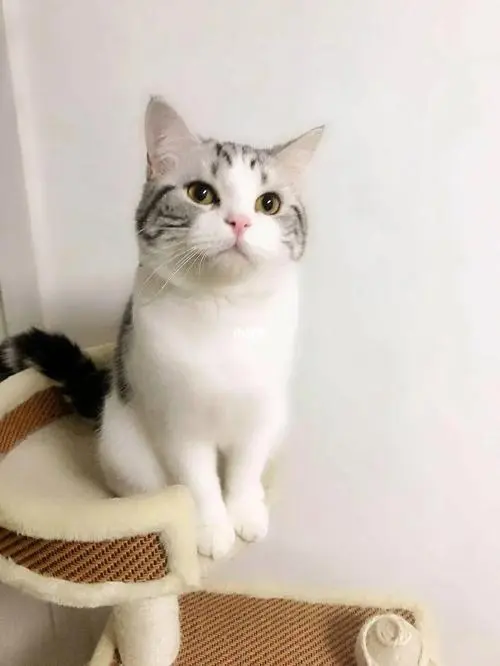 上海美短猫价格多少一只？