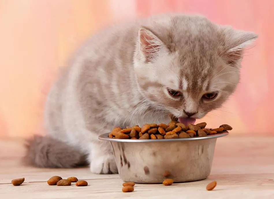 猫在十天内吃下多少食物？
