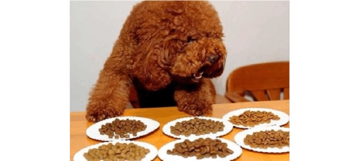 泰迪一年吃多少狗粮？调查揭示惊人真相