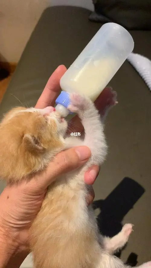 40天的猫喝多少奶？