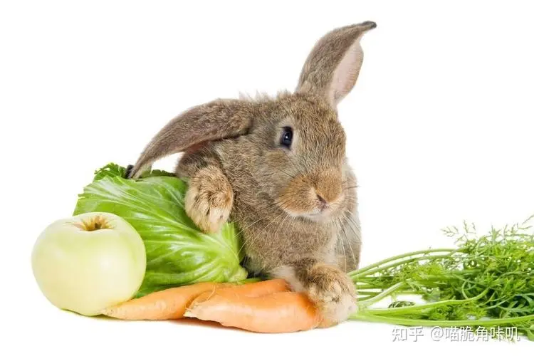 兔子可以吃多少食物？