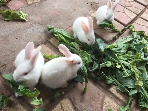 兔子每天吃多少草？