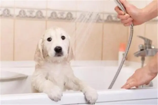 小狗多少个月可以洗澡？洗澡时间和注意事项解析
