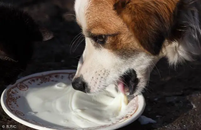 小狗喝羊奶一天喝多少？
