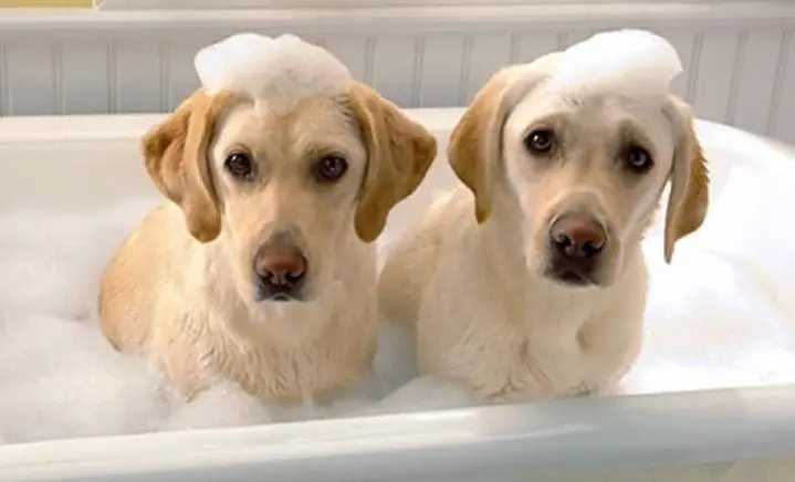 小型犬洗澡多少钱？让你的爱宠焕然一新