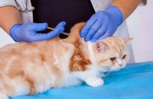 养猫需要打疫苗多少钱？宠物猫疫苗费用详解
