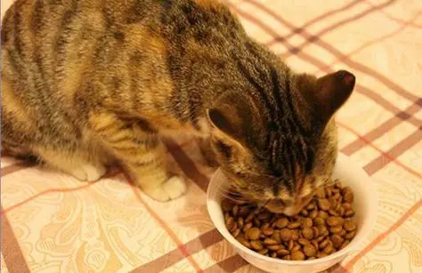 幼猫需要吃多少猫粮？