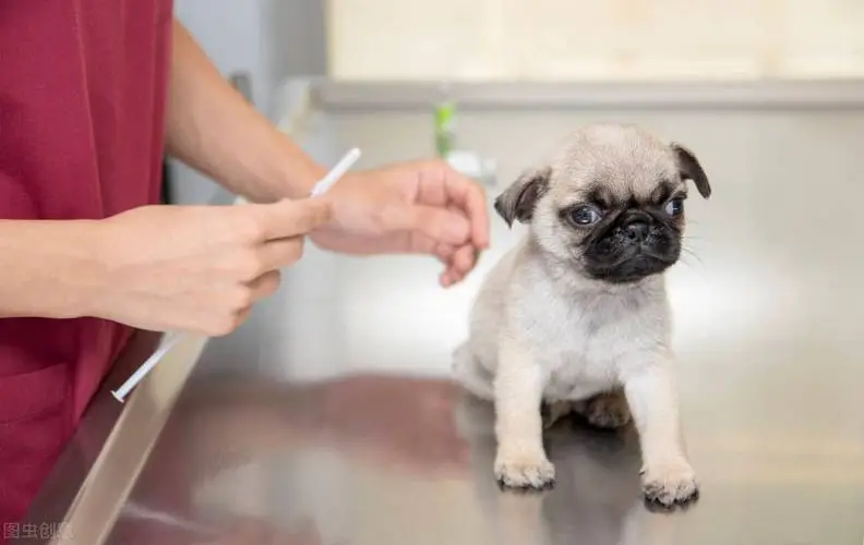 幼犬要打多少疫苗？关键信息一览