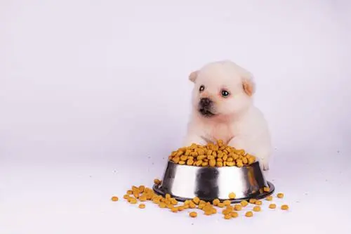 幼犬应该吃多少狗粮？
