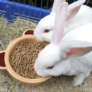 幼兔吃多少兔粮才能健康成长？