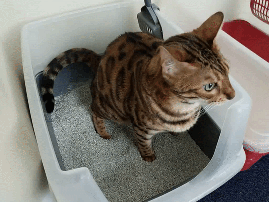猫一天尿尿多少次才算正常吗？