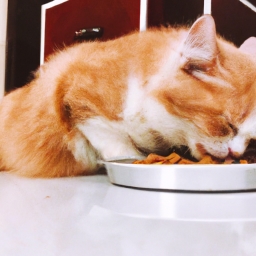猫咪一天吃多少猫粮（摘要）