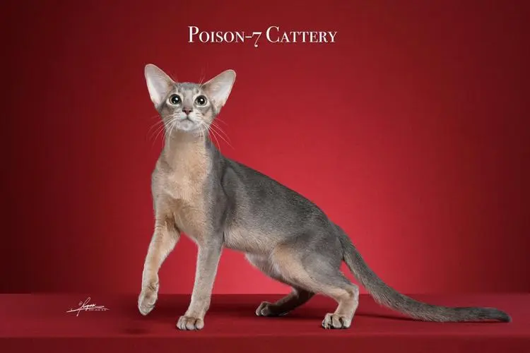 阿比西尼亚猫哪个色最贵 十大名贵猫 前十名