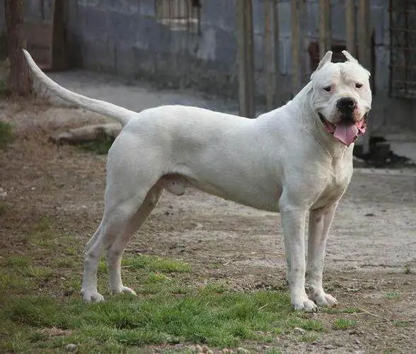 阿根廷杜高犬幼犬图片 阿根廷杜高犬多少钱一只