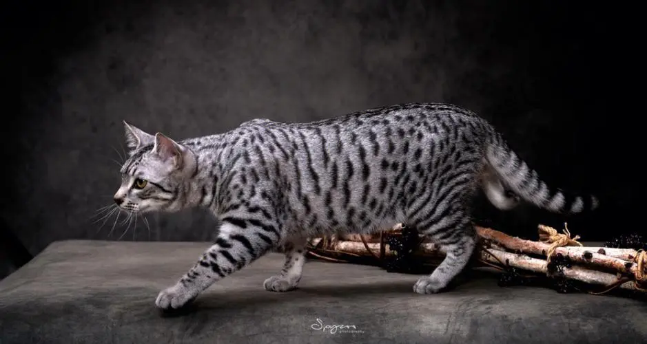 埃及猫咪——神秘的古埃及遗产（埃及猫咪的视频官方网站）