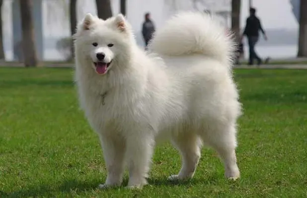 爱斯基摩犬白色犬只的价格及特征（爱斯基摩犬多少钱一只白色）