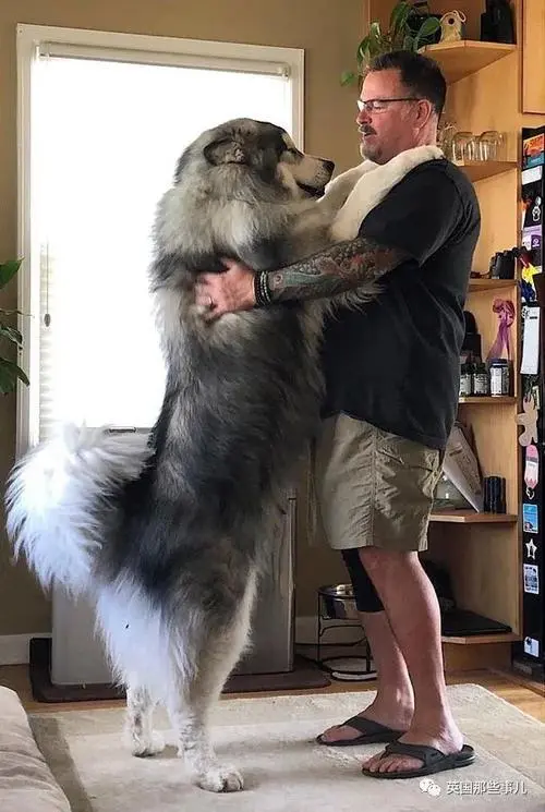 阿拉斯加雪橇犬的长大程度（阿拉斯加雪橇犬能长多大）