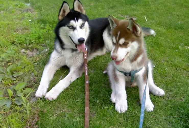 阿拉斯加雪橇犬和哈士奇：是一种狗吗？（阿拉斯加雪橇犬和哈士奇是一种狗吗）