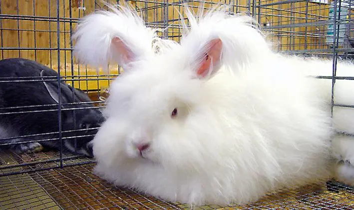 安哥拉兔毛价格 安哥拉兔毛价格多少