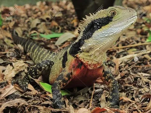 澳洲水龙蜥蜴：成体期如何演变（澳洲水龙蜥蜴多久成体）