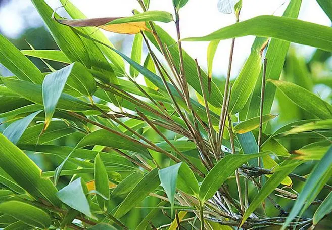 白唇竹（学名：Bashania fargesii）又称竹叶青，是中国特有的一种竹类植物。本文将从白唇竹叶青的生长环境