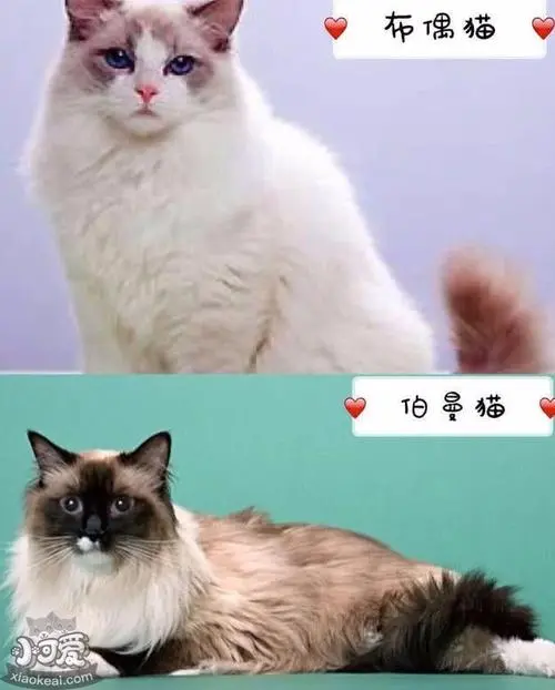伯曼猫和布偶猫重点色区别：探讨两种猫的特征与外貌差异（伯曼猫和布偶猫重点色区别）