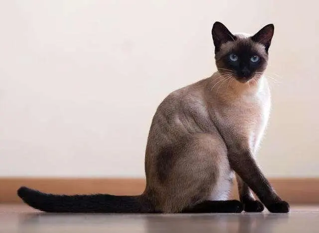 伯曼猫与暹罗猫：两大漂亮而受宠的猫咪品种（伯曼猫和暹罗猫）
