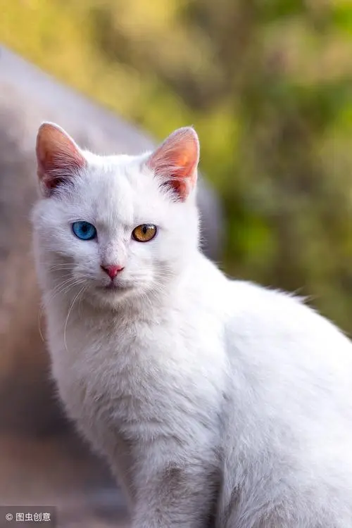 白猫突然出现的寓意 白猫主动上门意味着什么