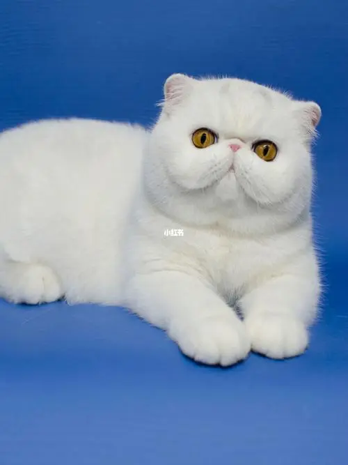 白色加菲猫价格多少钱一只 白色加菲猫价格多少钱一只图片