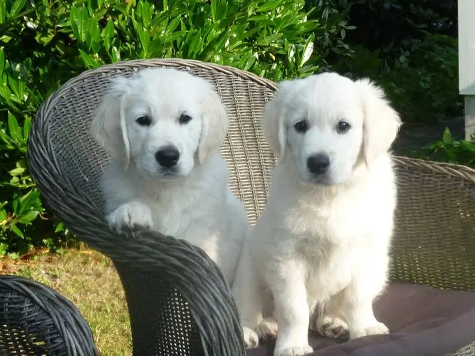 白色金毛幼犬图片