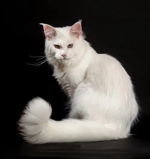 白色缅甸猫图片百科简介（白色缅甸猫图片）