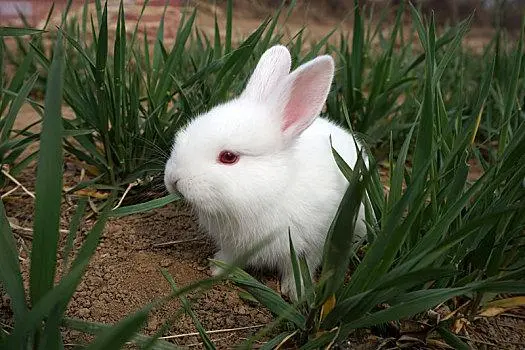 白兔品种大全及图片视频 白兔品种