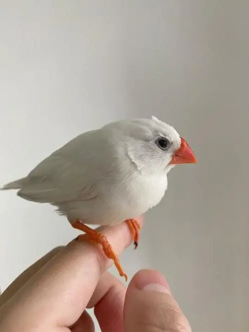 白珍珠鸟的养殖技巧（白珍珠鸟怎么养）