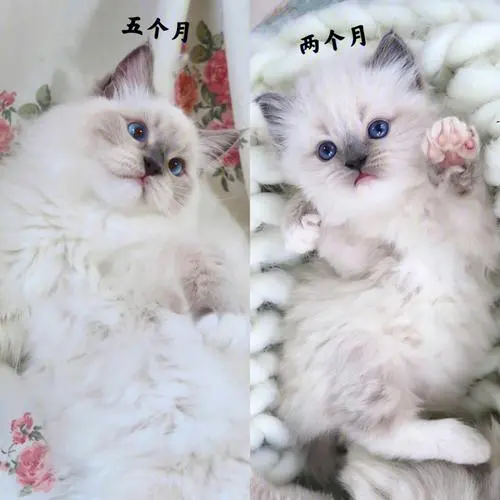 巴厘猫与手套布偶猫的区别（巴厘猫和手套布偶猫的区别）