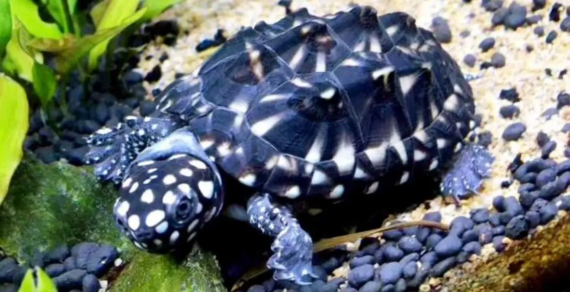 斑点池龟的寿命及其影响因素（斑点池龟 寿命）