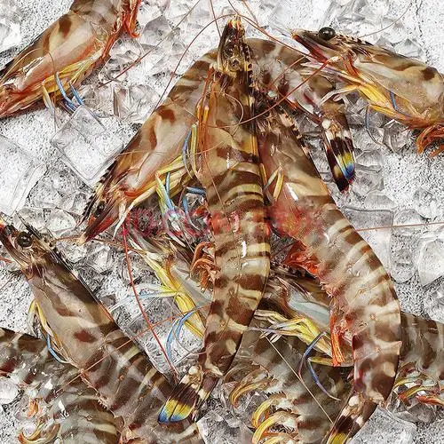 斑马虾、竹节虾和基围虾是三种常见的淡水虾类。尽管它们的外形相似，但它们在生态特征、习性、分布区域和食