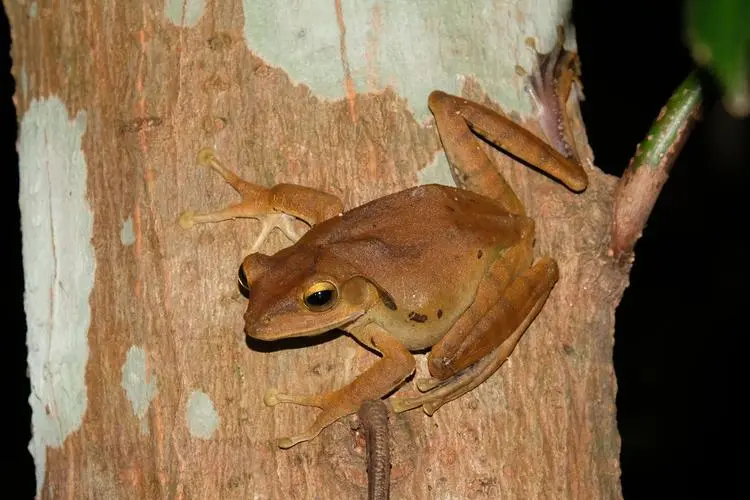 斑腿树蛙：一个值得保护的珍稀动物（斑腿树蛙是保护动物吗）