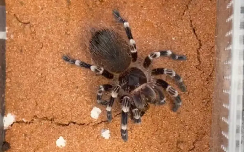 巴西黑白脚和巴西白膝头：南美洲的奇特无毒蜘蛛（巴西黑白脚和巴西白膝头）