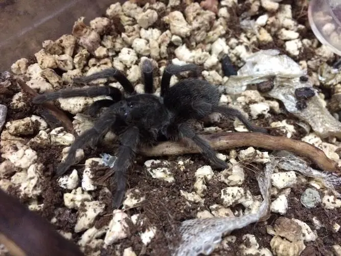 巴西黑蜘蛛的养殖方式和注意事项