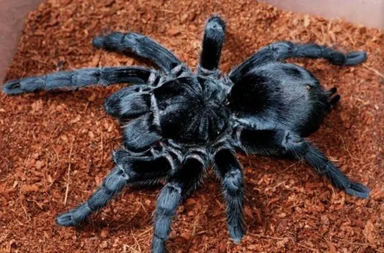 巴西黑蜘蛛好养吗？