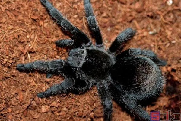 巴西黑蜘蛛咬人吗？