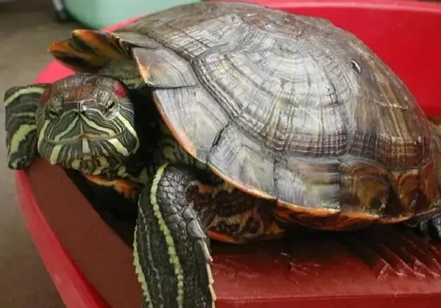 巴西红耳龟的冬眠与健康存活（巴西红耳龟怎么冬眠才能健康的活着）