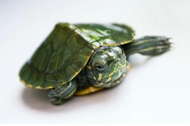 巴西红耳龟冬眠需要什么材料？（巴西红耳龟冬眠需要什么材料）