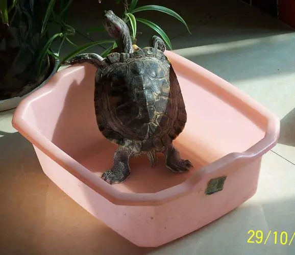 巴西红耳龟冬眠需要准备什么 巴西红耳龟吃什么食物