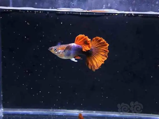 巴西红扇鱼繁殖视频 巴西红扇多久繁殖一次