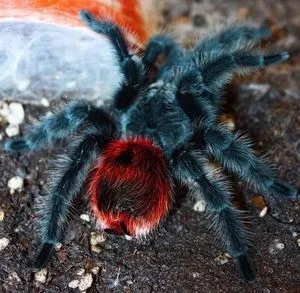 巴西巨人红尾能长多大 巴西巨人红尾蜘蛛