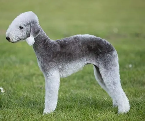 贝灵顿梗犬——古老而迷人的狗种