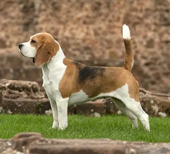 比格犬 (Beagle) 是一种中小型犬种，它以其独特的外貌、友善的性格和出色的嗅觉而受到许多养犬家庭的青睐。